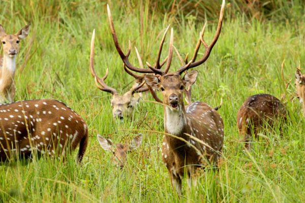 wayanad-wildlife-sanctuary-tourism-entry-fee-timings-holidays-reviews-header-1